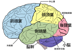 320px-Brain_diagram_ja.svg